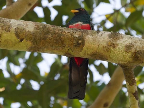 Zwartstaarttrogon (Trogon melanurus)